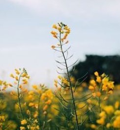 花音(かのん)先生