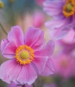 慧十零弓(けいとれいみ)先生