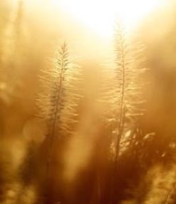 金龍(きんりゅう)先生