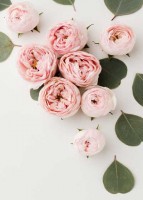 紅芭(くれは)先生