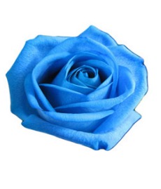 冷泉(れいぜい)先生