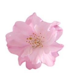 桜咲(さくらざき)先生