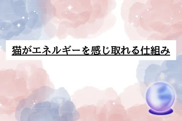 猫 一緒に寝る スピリチュアル