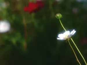 蓮衣子の部屋（橿原市）｜本格スピリチュアル鑑定